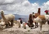 A Peruvian Adventure foto 2