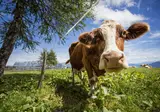 7 daagse fietsreis Drau en Karintische meren foto 5
