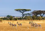 13 daagse safari Ritme van Serengeti & Zanzibar foto 4