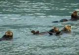 Ontdek Alaska foto 2