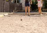 Camping Royal Océan foto 18