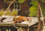 Bed en Breakfast Annen foto 14