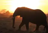 Explore the Great Nature of Kenya foto 6