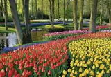 Nederland in bloei foto 20