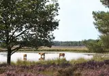 NH Koningshof foto 32