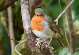 Schotse Hooglanden foto 18