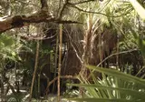 Ikal Tulum Mayan Sanctuary foto 9