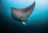 Malahini Kuda Bandos foto 19