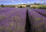 Somerset and the Cotswolds foto 24