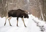 Ontdek winters Canada vanuit Jasper foto 4