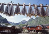 Ontdek Tromsø, Lofoten & Vesterålen foto 15