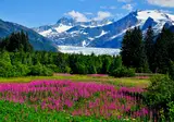 Cruise Alaska foto 11