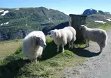 Bergen en fjorden foto 10
