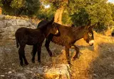 Masseria Corte Degli Asini foto 14
