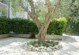 Tenuta Belvedere foto 6