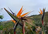 Calheta Suites foto 17