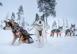 8 daagse excursiereis Nellim Wilderness Week foto 3