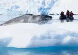 Expeditiecruise Antarctica per m/v Hondius foto 7