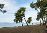 Pineta foto 13
