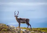 Ontdek Finland foto 3