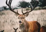 Hooge Veluwe foto 19
