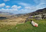 Ontdek de County Kerry vanuit Tralee foto 6