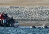 Spot Polar Bears in Spitsbergen foto 2