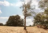 Park De Zeegser Duinen foto 11