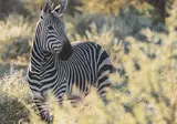 Explore Impressive Namibia foto 6