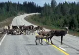 Ontdek Finland foto 10