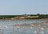Flamingo View Suites & Villas foto 4