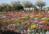 Fietscruise voorjaarstour tulpen en Nederlands erfgoed met De Holland foto 7