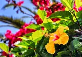 8 daagse singlereis Veelzijdig Madeira foto 2