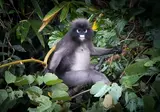 Natuurlijk Thailand foto 1
