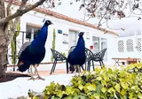 La Careza de Mijas foto 15