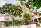 Green Palm foto 19