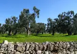 Vinilia Wine Resort foto 21