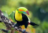 Discover Tropical Panama foto 7