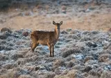 Kerst op de Veluwe, Nunspeet foto 2