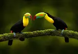 Ontdek Costa Rica foto 5