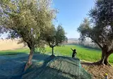 Camping Tenuta Tredici Ulivi foto 13
