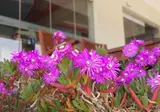 Bright Star Apartments foto 6