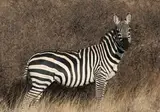 A Wildlife Adventure in Kenya foto 3