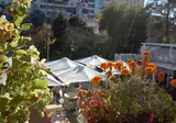Green House foto 24