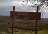 Camping Tenuta Tredici Ulivi foto 10
