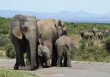 Pragtig Suid-Afrika foto 14