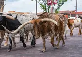 Ontdek Texas foto 2