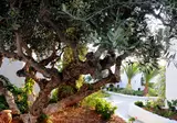 Hersonissos Village Hotel & Bungalows foto 18