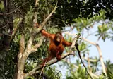 The Great Sumatra & Bali Adventure foto 1