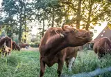 Erfgoed Bossem foto 35